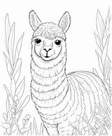 Premium Vector  Llama coloring Pages For Kids sketch template