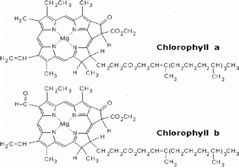 Chlorophyll Structure And Function