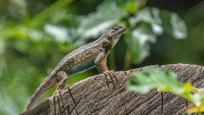 Western Fence Lizard | Midpeninsula Regional Open Space District