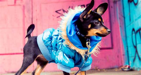 A Guide to Dressing Up Your Pet | BeChewy