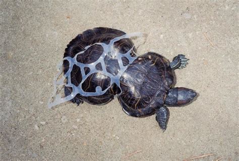 16 pictures which show the devastating impact of plastic on animals and ...