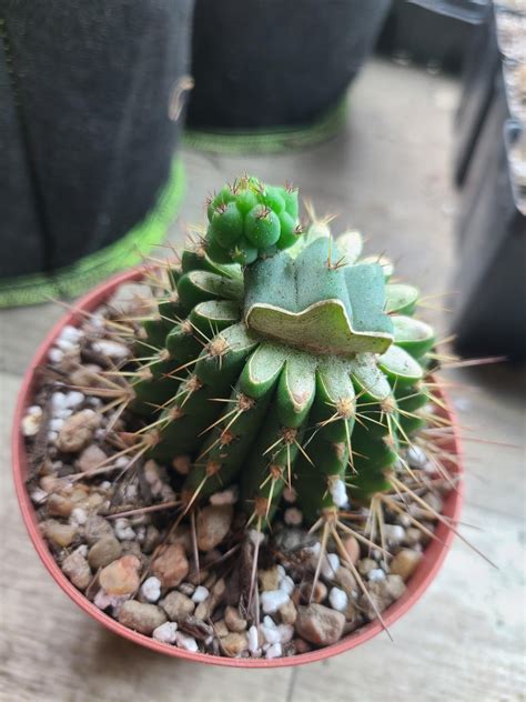 My Bruce and Bruces 🐉 Loving the new growth! : r/sanpedrocactus