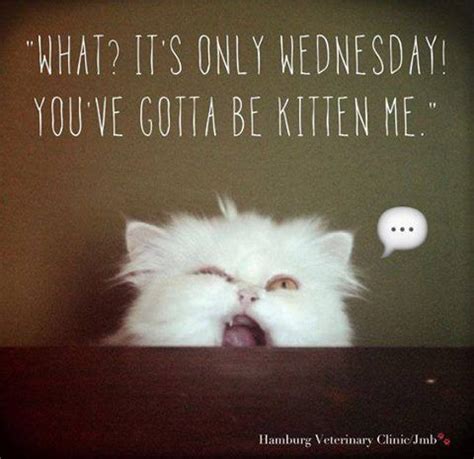 Happy Wednesday we are almost there. | Wednesday humor, Happy wednesday ...