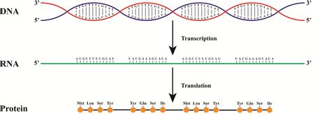 From DNA to RNA to protein, how does it work?