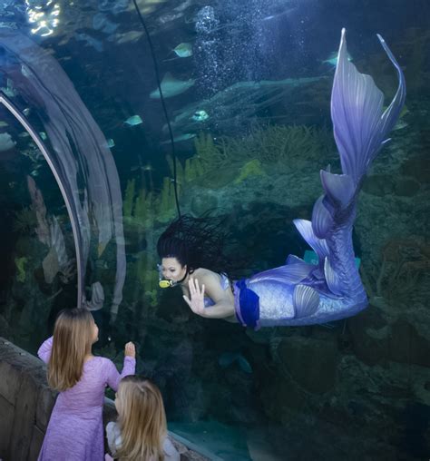 Mermaids Coming to Audubon Aquarium