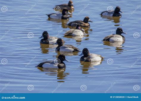 The Flock of Greater Scaup - Aythya Marila Stock Photo - Image of nature, ducks: 212858020