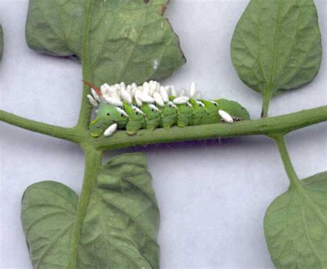 Huge Green Caterpillar With Eggs on my Tomato Plant