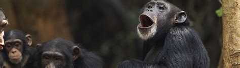 Editor's Choice collection: Primatology | Research Communities by ...