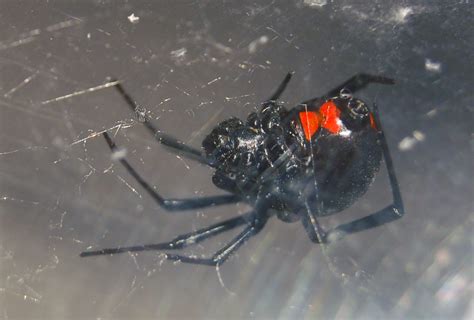 Ohio’s biting spiders | spidersrule