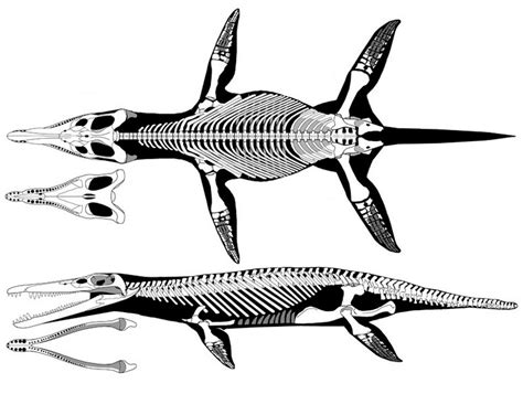 skeleton kronosaurus | Czas Tytanów | Blogi DinoAnimals.pl