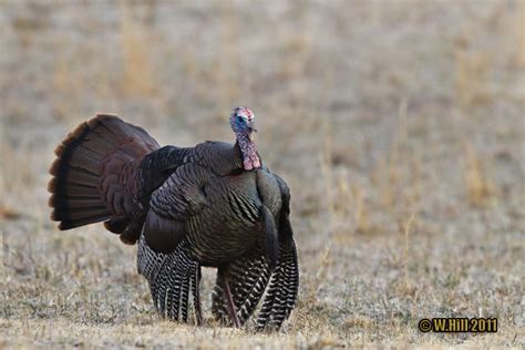 Pennsylvania Wildlife Photographer: Eastern Wild Turkey Gobblers