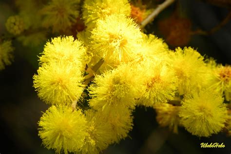 Ubobo Flowers: Lovely Golden Wattle