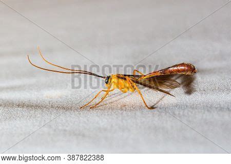 Nocturnal Insects Image & Photo (Free Trial) | Bigstock