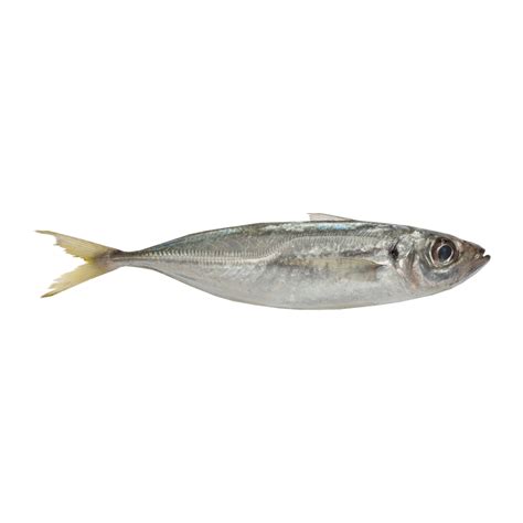 Horse mackerel (Trachurus spp) - sharkseafoods.com