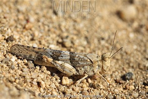 Pallid-winged Grasshopper stock photo - Minden Pictures