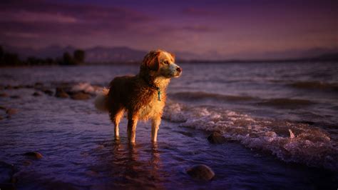 Dog on the Beach Wallpapers - Wallpaperboat