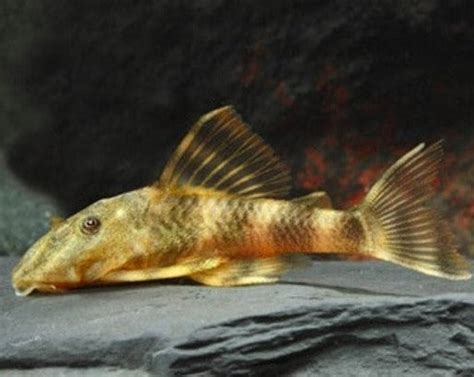 Clown Pleco – THE EVOLVED FISH