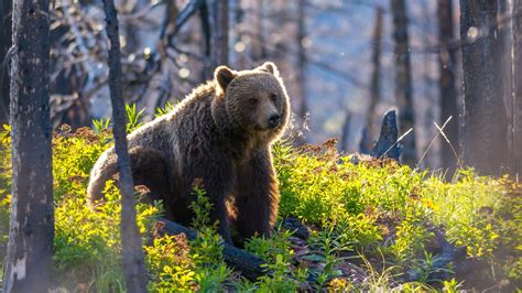 The Traveler's Guide to Glacier National Park Wildlife