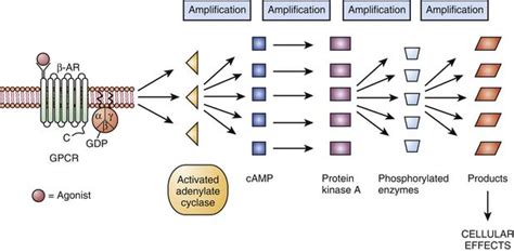 Molecular Mechanisms of Drug Actions: From Receptors to Effectors | Anesthesia Key