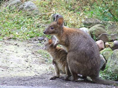 Pademelon | Animal Wildlife