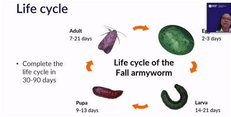 Fall armyworm marches across Australia – Horticultural Media Association