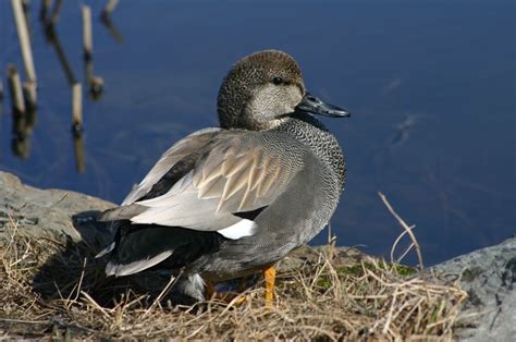 Photograph was taken at the Anchorage Wildlife Preserve. One of all time favorite pictures ...