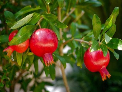 ‘Phule Bhagwa’ the Revolutionary Variety of Pomegranate in India