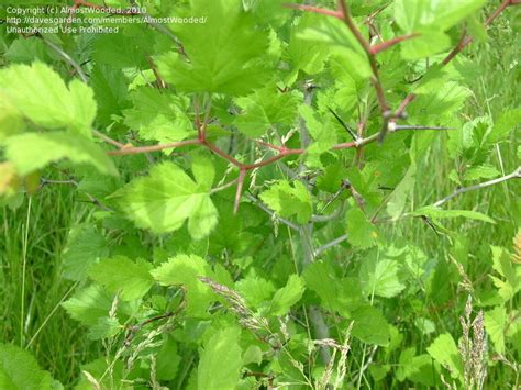 Plant Identification: CLOSED: Wild, thorny, shrub, 1 by AlmostWooded