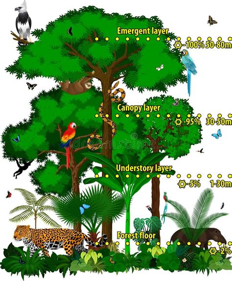 Rainforest Jungle Layers Vector Illustration. Vector Green Tropical ...