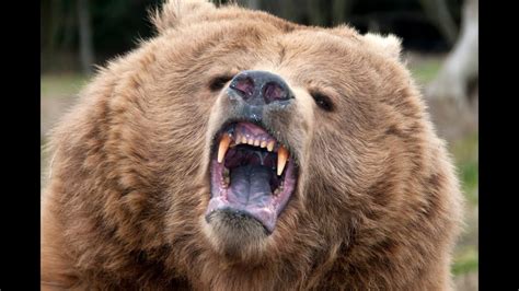 Grizzly bear is the most dangerous animal in the USA! Grizzly bear attacks are always people ...