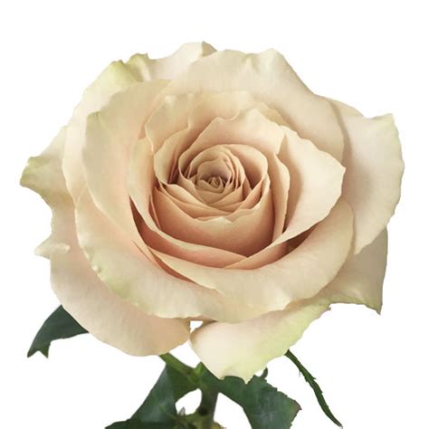 Quicksand Cream Roses Bulk Roses, 12 Roses, Cream Roses, White Roses, White Flowers, Xmas ...