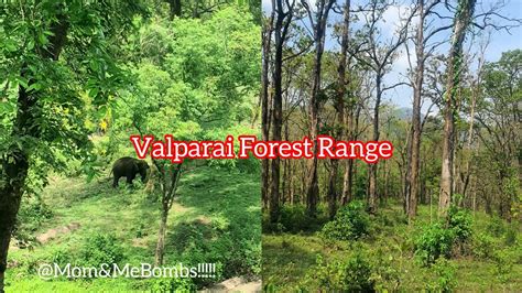 Valparai Trekking/ Valparai Forest Range/ Travel through Valparai/ Elephants in Valparai ...