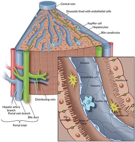 Liver - Function, Anatomy and Parts of the Human Liver