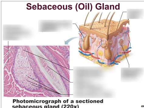 Chapter 5: Sebaceous (oil) Gland Diagram | Quizlet