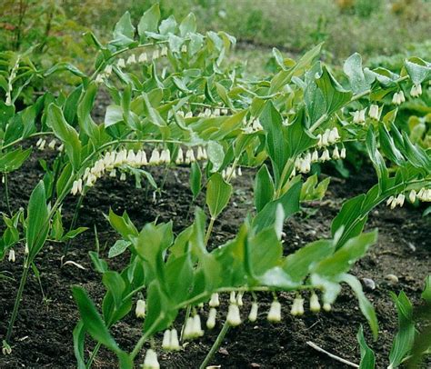 Polygonatum multiflorum | Verschoor Horticulture