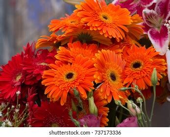 Barberton Daisy Flower Stock Photo 737173336 | Shutterstock