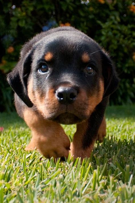 Baby Rottweiler | Cute animals | Pinterest | Rottweilers and Babys