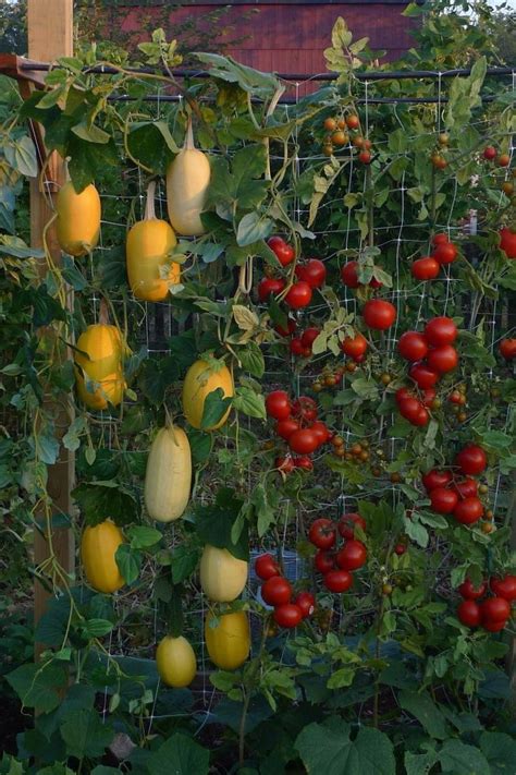 Vertical garden - spaghetti squash. … | Vertical vegetable gardens ...