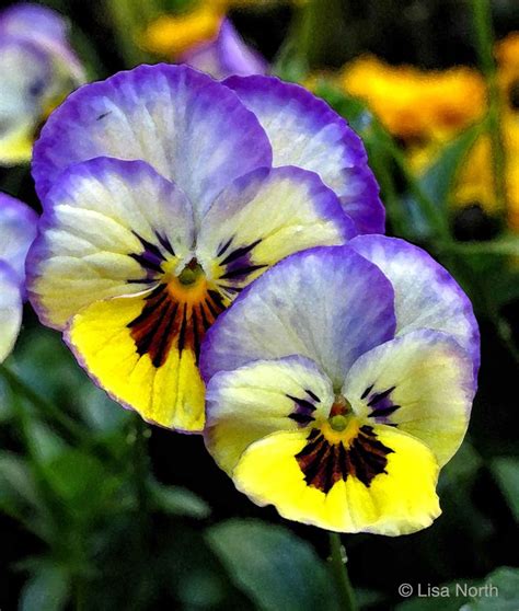 Watercolor Pansies The one I painted. JM | GARDEN | Pinterest