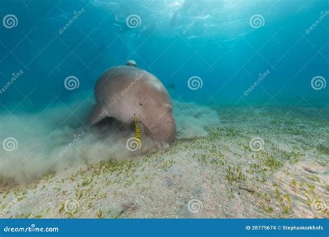 Dugong (dugong Dugon) Or Seacow In The Red Sea. Stock Photo - Image of sunlight, aquatic: 28775674