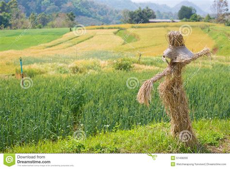 Scarecrow stock photo. Image of farm, seasonal, security - 51408200