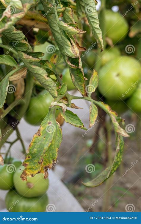 Fusarium Wilt Tomato