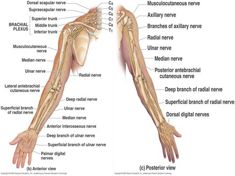 Radial nerve - Course & Relations / Applied Anatomy