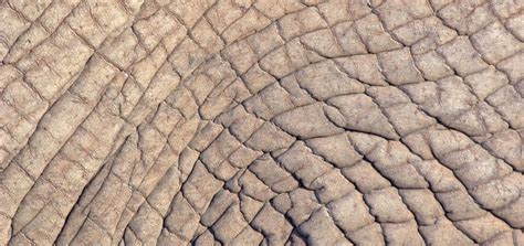 Close-up Of Elephant Skin Photograph by Animal Images