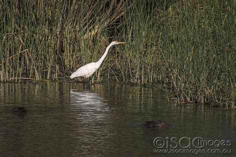 Lake birds - Australian Photoholics Forum