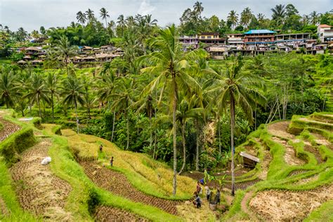 Tegallalang rice terraces - Walkabout photo guides