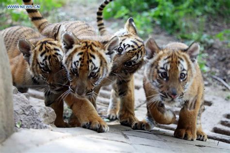 6 South China Tiger cubs to meet public in Henan- China.org.cn