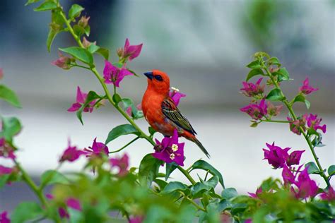 FLORA AND FAUNA OF MAURITIUS - Exotic Holiday Mauritius