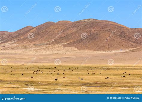 Lamas Standing in a Beautiful South American Altiplano Landscape Stock Photo - Image of chile ...