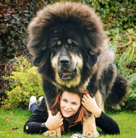 a woman laying on the ground with a large dog in front of her and it's head over her shoulder